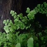 Adiantum capillus-venerisList