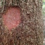 Cunonia balansae Corteza