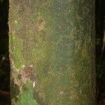 Poecilanthe hostmannii Corteza