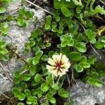 Trifolium occidentale Blomma