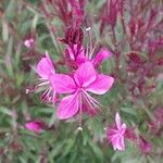 Gaura lindheimeri Blüte