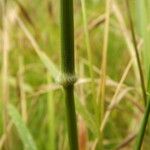 Nassella neesiana 其他
