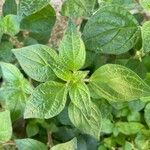 Parietaria officinalis Blad