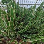 Euphorbia cooperi Hoja