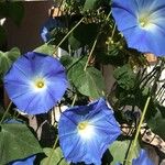 Ipomoea tricolor Blüte