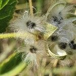 Hibiscus aponeurus Fruit