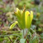 Gagea bohemica Flower