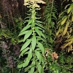 Solidago giganteaBlad