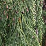 Cupressus nootkatensis Folha