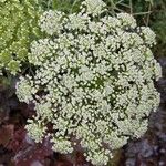 Visnaga daucoidesFlower