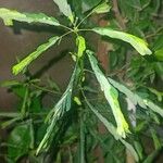 Phyllanthus niruri 葉