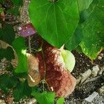 Aristolochia gigantea Blüte
