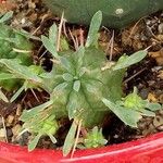 Euphorbia pulvinata Folio