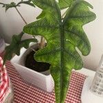 Alocasia scalprum Feuille