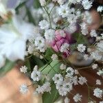 Gypsophila paniculata Floare