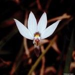 Caladenia catenata Fiore