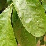 Capparis micracantha Leaf
