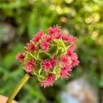 Sanguisorba minor Flower