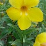 Allamanda schottii Kwiat