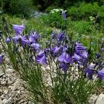 Campanula rotundifoliaΛουλούδι