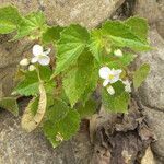 Begonia wallichiana