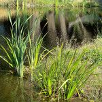 Acorus calamus Blatt