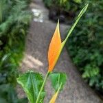 Heliconia aurantiaca