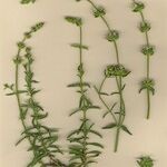 Sideritis arborescens Hábito
