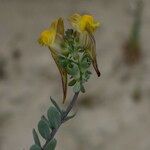 Linaria polygalifolia Kita