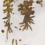 Euphorbia squamigera Other