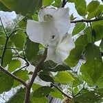 Brugmansia suaveolens Kvet