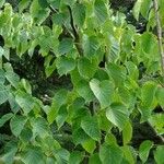 Davidia involucrata 整株植物