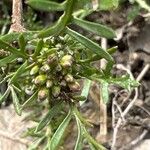 Sisymbrella aspera Flor