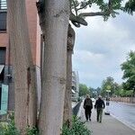 Ailanthus altissima Bark