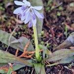 Helonias orientalis Flower