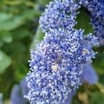 Ceanothus arboreus Blomst