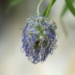 Phyteuma charmelii Flower