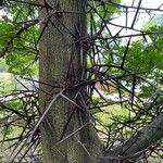 Gleditsia sinensis Bark