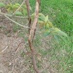 Handroanthus heptaphyllus Fruto