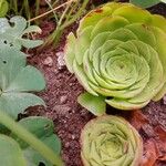 Aeonium aureum Φύλλο