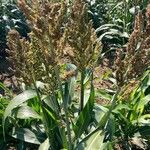 Sorghum bicolorBlad