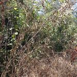 Gymnanthemum amygdalinum Habitus