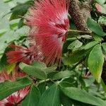 Calliandra tweediei Flower