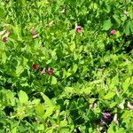 Scutellaria albida 形態