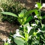 Barleria cristataBloem