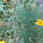 Tagetes lemmonii Liść