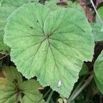 Begonia rubricaulis ഇല
