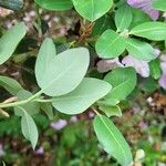 Rhododendron oreotrephes Leaf