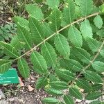 Rhus coriaria Hoja