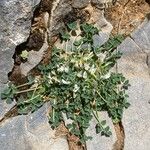 Trifolium uniflorum Hábito